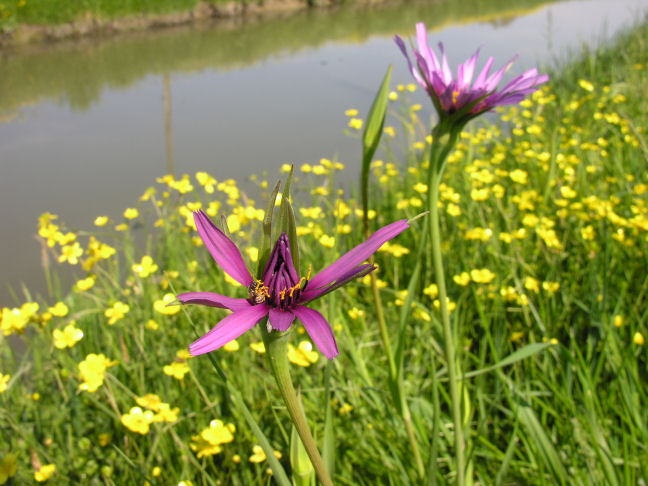 Tragopogon porrifolius / Barba di becco violetta